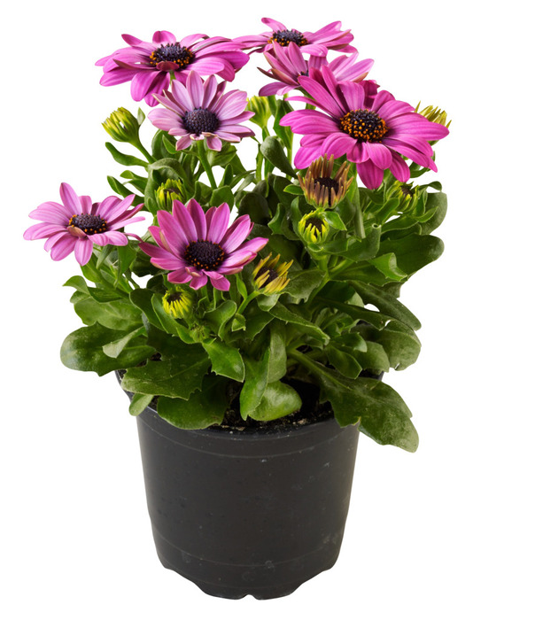 Spansk marguerit 11 cm potte